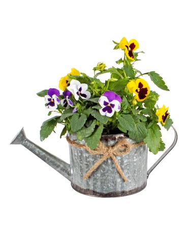 Love in Spring (Local delivery only) Plant