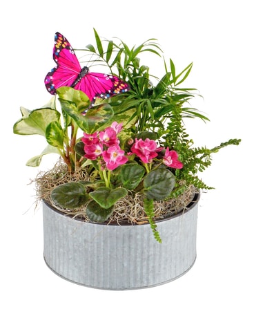 Butterfly Garden (Local Delivery Only) Plant