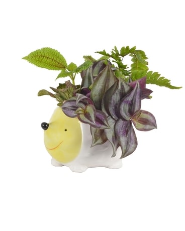 Hedgehog Planter (Local Delivery Only) Plant
