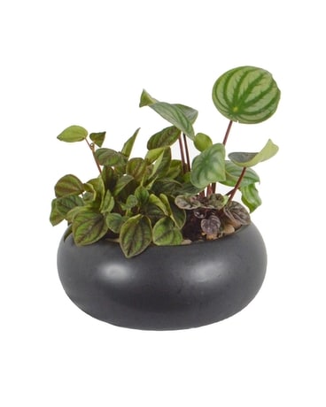 Peperomia Planter (Local Delivery Only) Plant