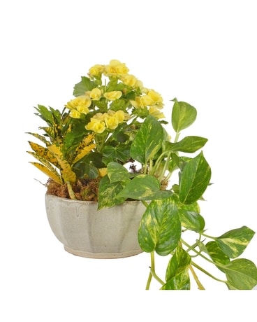 Sunny Delight (Local Delivery Only) Plant