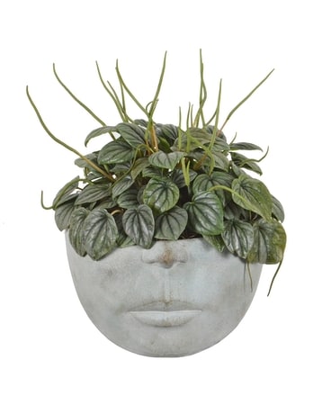 Pondering Peperomia (Local Delivery Only) Plant