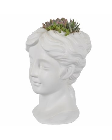 The Goddess (Local Delivery Only) Plant