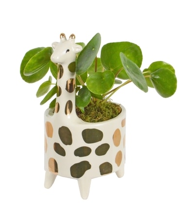 Geoffrey Giraffe Gold Planter Plant