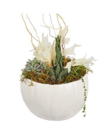 White Pumpkin Planter Dish Garden Plant