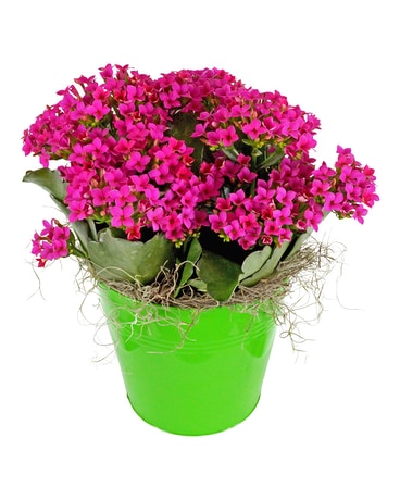 Mom's Favorite Plant