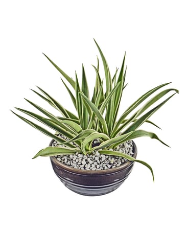 Potted Agave Flower Arrangement