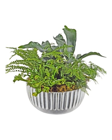 Fantastic Ferns Plant