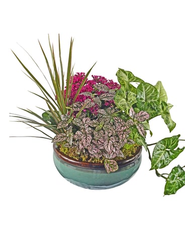 Enchanted Blossoms Dish Garden Plant