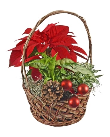 Red Holiday Basket Dish Garden Plant