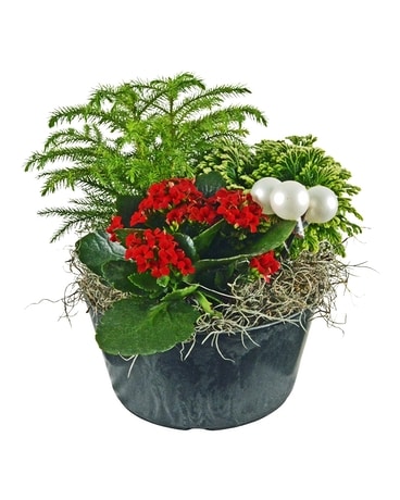 Festive Blooms Planter Dish Garden Plant