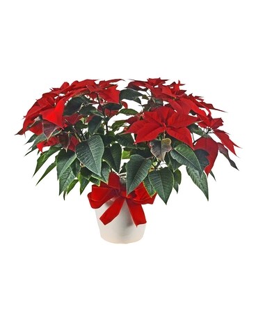 Precious Poinsettia Planter Dish Garden Plant