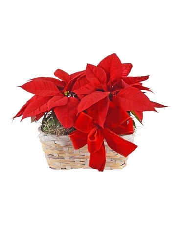 Pleasant Poinsettia Basket Plant