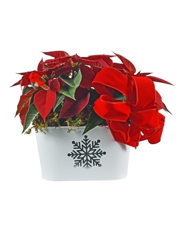 Double Red Poinsettias in White Snowflake Can Plant