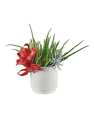 Holiday Aloe Plant