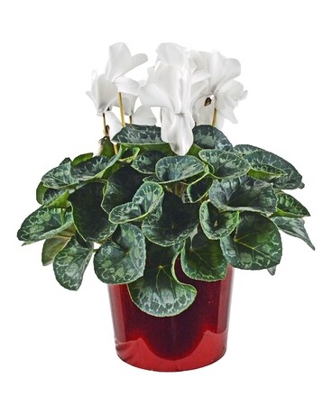 Holiday Cyclamen Plant