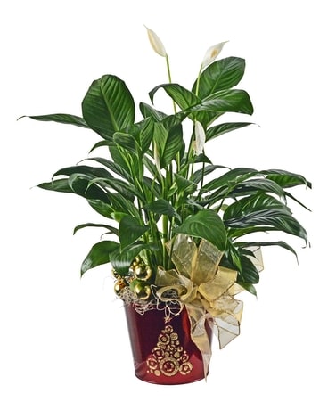 Holiday Peace Lily Plant