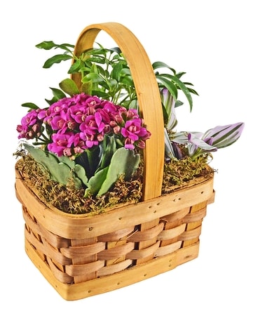 Joyful Spring Dish Garden Plant