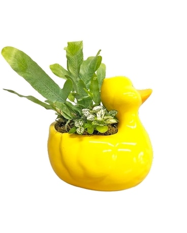 Get Well by Felly's Flowers Delivery Madison WI - Felly's Flowers