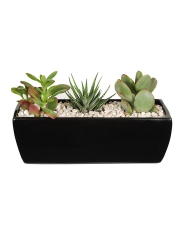 Rectangle Succulent Plant Plant