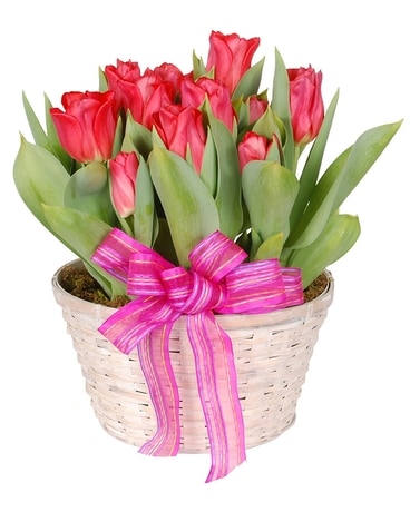 Tulip Garden Dish Garden Plant