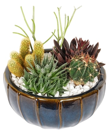 Cactus Planter Dish Garden Plant
