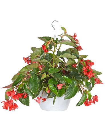 Dragon Wing Begonia Hanging Basket Plant