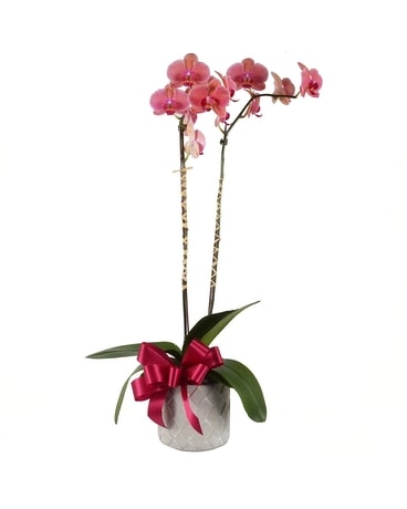 Hugs and Kisses Plant