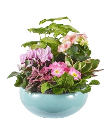 Green Flash Planter (Local Delivery Only) Plant
