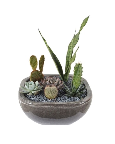 Prick Me Plant