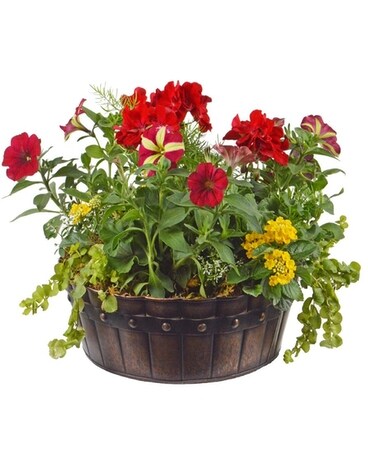 Summer Garden (Local Delivery Only) Dish Garden Plant