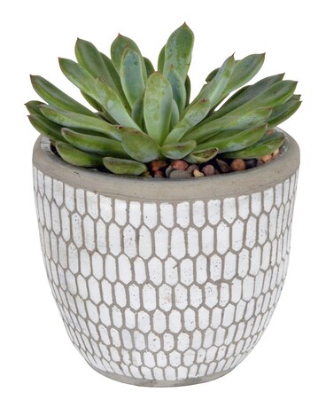 Succulent Decor Plant