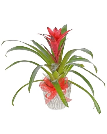 Crush On You Plant