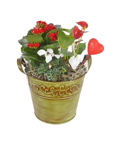 Built To Last Plant