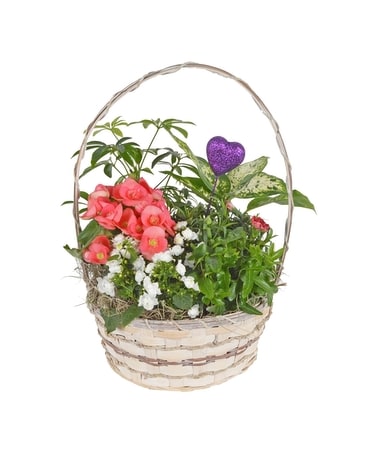 Cupid's Garden Plant
