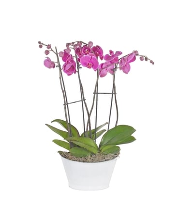 Two Double Stem Orchid Plants In Pot (Local Del) Plant