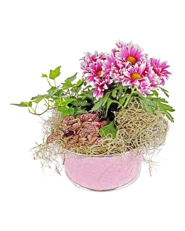 Joyful Spring Plant