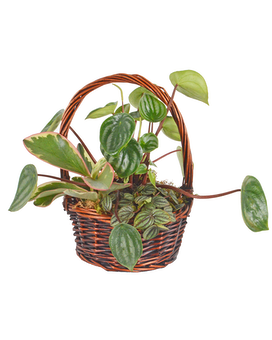 Peperomia Basket (Local Delivery Only) Plant