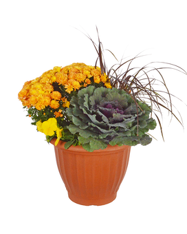 Standard size, 10.00 inches height and 12.00 inches wide.