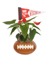 anastasia plant Ficus benjamina Anastasia – Naz Plant & Flowers
