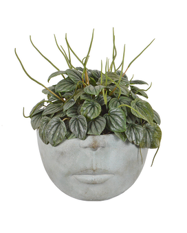 Pondering Peperomia (Local Delivery Only) Plant