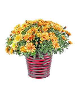 Autumn Brilliance Plant
