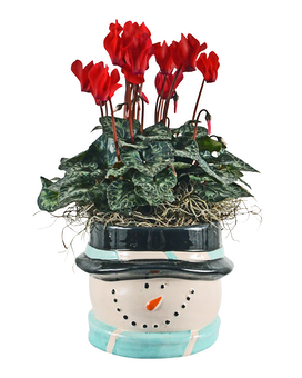Jolly Blooms Plant