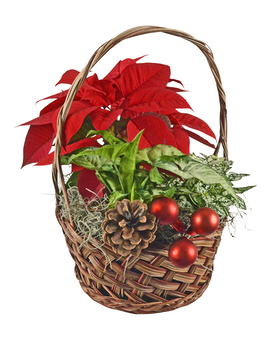 Red Holiday Basket Dish Garden Plant