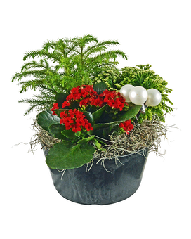 Festive Blooms Planter Dish Garden Plant
