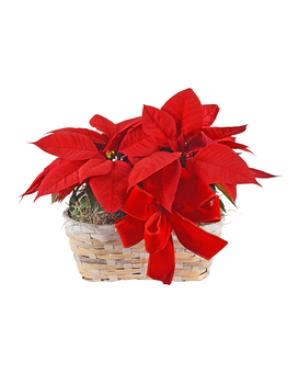 Pleasant Poinsettia Basket Plant