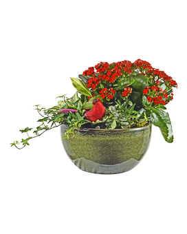 Green Holiday Ceramic Euro Planter Dish Garden Plant