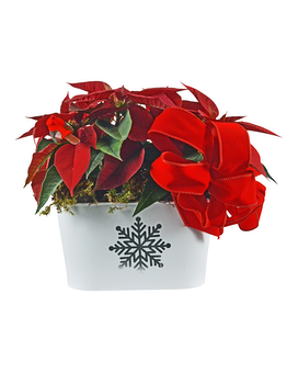 Double Red Poinsettias in White Snowflake Can Plant