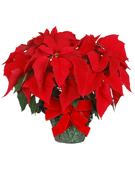 Red Poinsettia Plant
