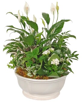 White Ceramic Planter With A Peace lily Dish Garden Plant
